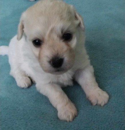 Bichon havanese