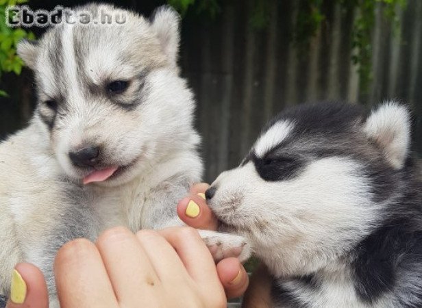 Fajtiszta Husky kölykök eladók