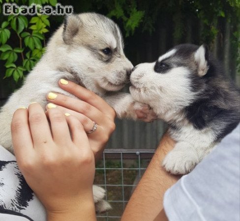 Fajtiszta Husky kölykök eladók