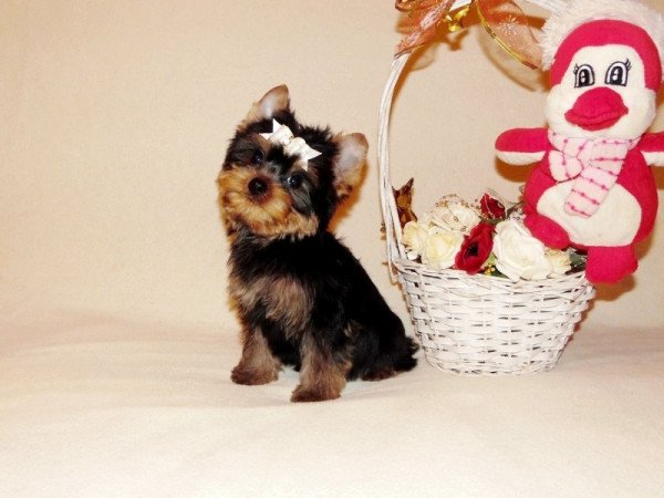 Yorkshire Terrier, Yorki