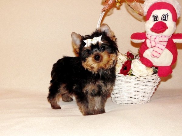 Yorkshire Terrier, Yorki