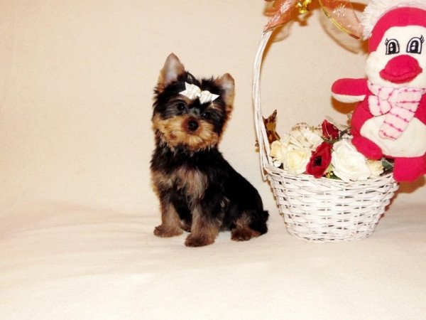 Yorkshire Terrier, Yorki