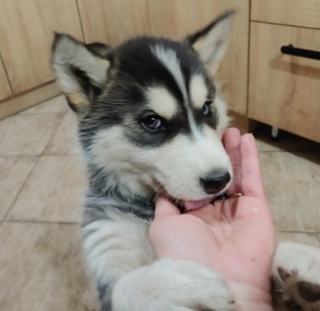 Husky