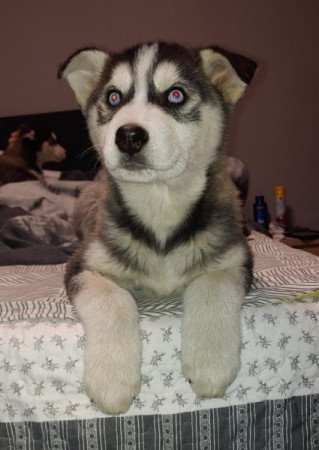 Husky