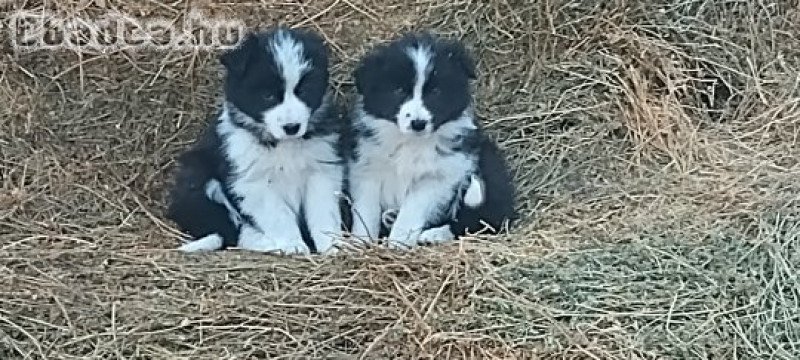 Border collie kiskutyák