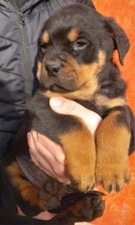 Rottweiler