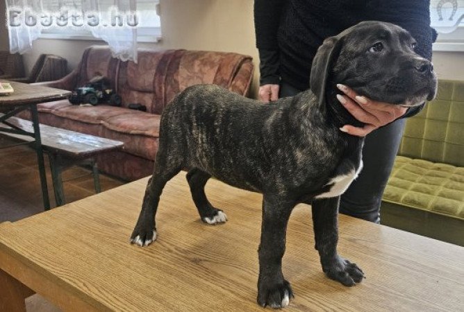 Cane corso jellegű kiskutyák