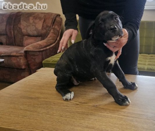 Cane corso jellegű kiskutyák