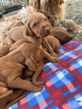 Drótszőrű magyar vizsla