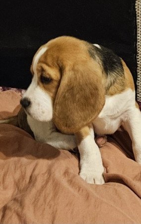 Beagle