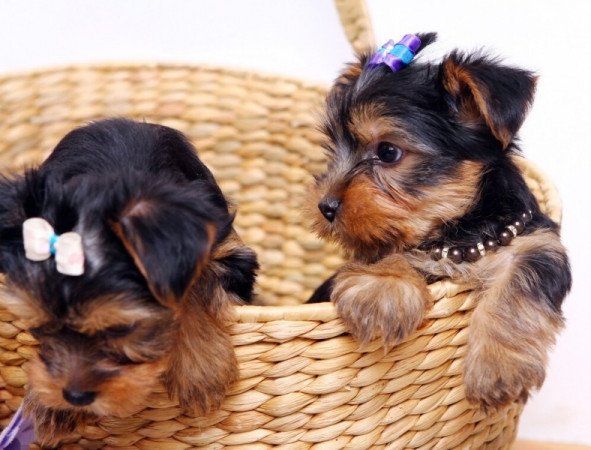 Yorkshire terrier