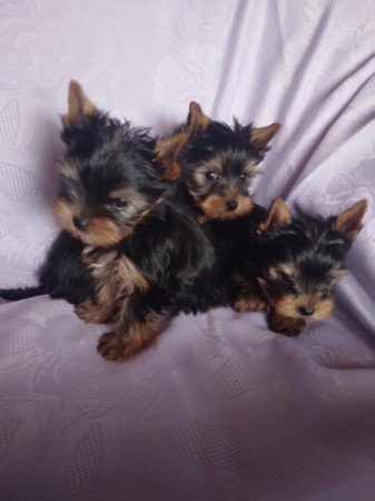 Yorkshire terrier