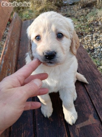 Labrador kiskutya