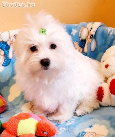 Gyönyörűszép Bichon Havanese kiskutyák eladók