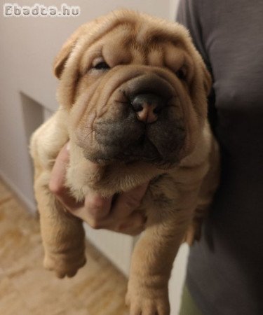 Sharpei fiu - 7 hetes