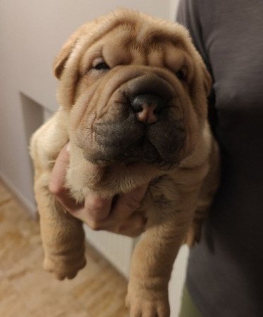 shar-pei