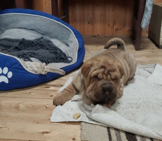 shar-pei