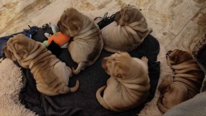 shar-pei