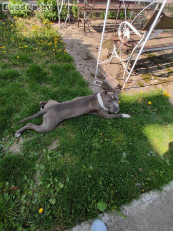 Amerikai Staffordshire Terrier