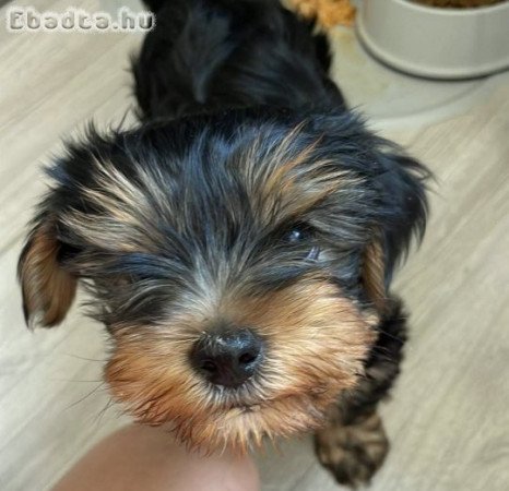 Yorkshire terrier