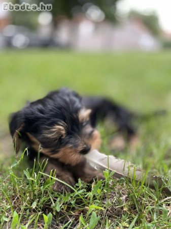 Yorkshire terrier