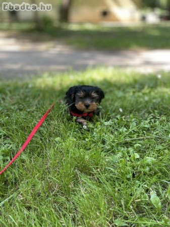 Yorkshire terrier