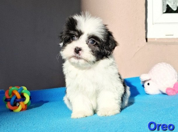 Bichon havanese