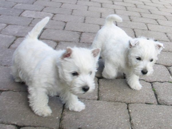 Westie