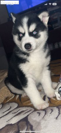 Husky