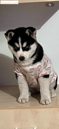 Husky