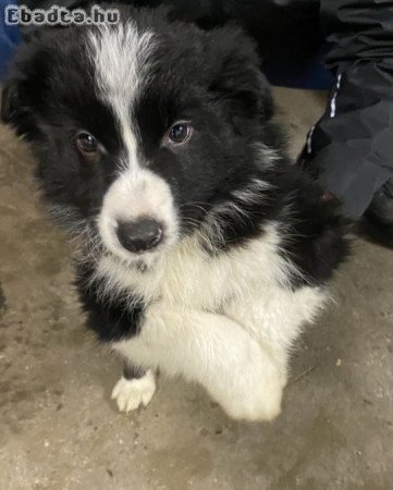 Border Collie kiskutyák