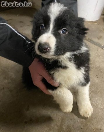 Border Collie kiskutyák