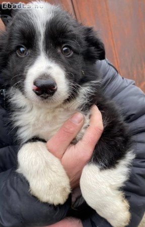 Border Collie kiskutyák