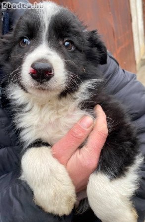 Border Collie kiskutyák