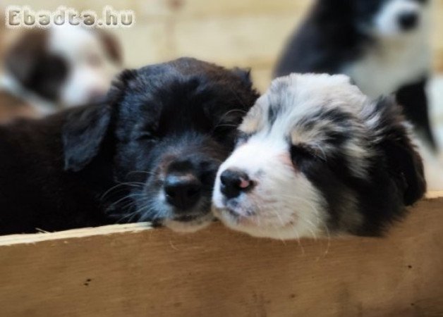 Border Collie kiskutyák