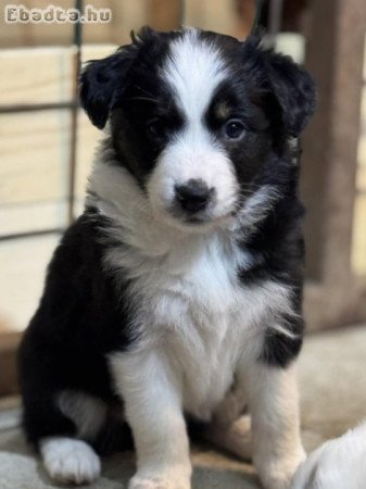 Border Collie kiskutyák