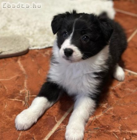 Border Collie kiskutyák