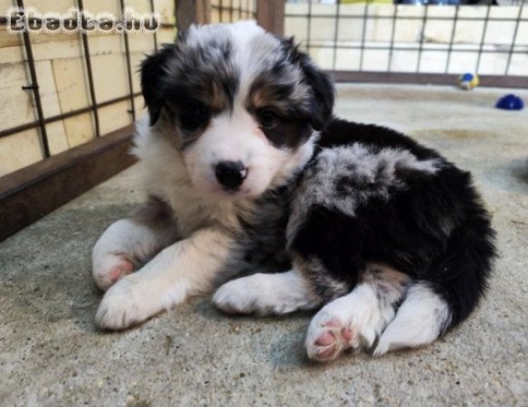 Border Collie kiskutyák