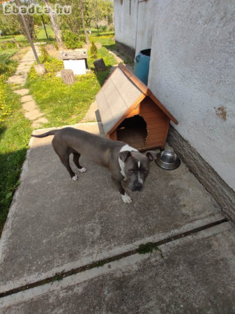 Amerikai Staffordshire Terrier