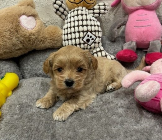 Maltipoo