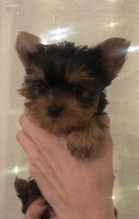 Yorkshire terrier