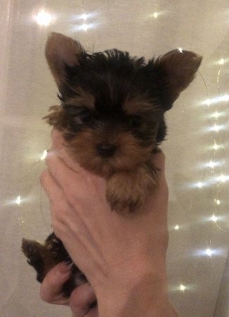 Yorkshire terrier