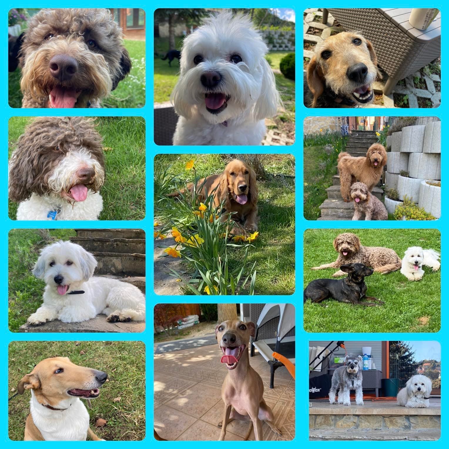 Rozmaring kutyaiskola, napközi és panzió