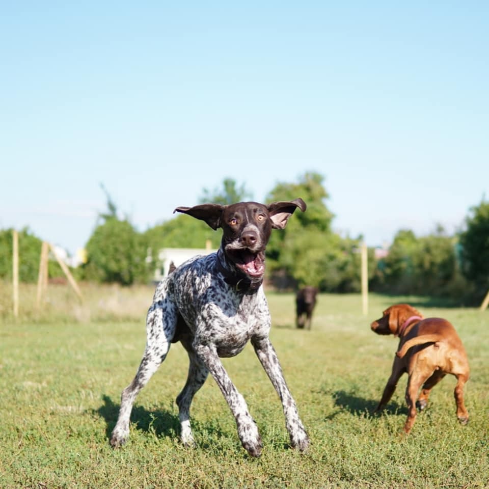 Budakeszi Kutyaközpont