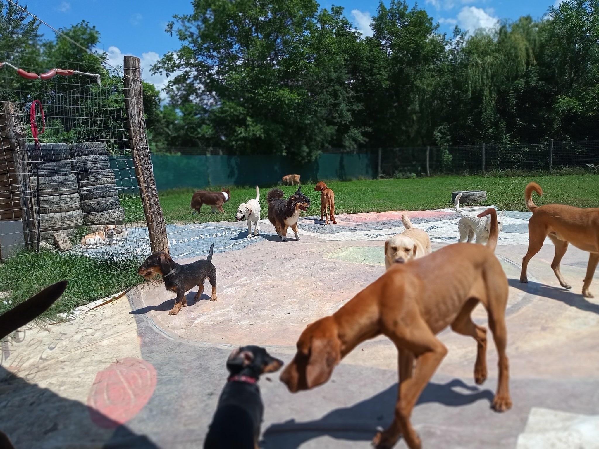 Blöki Pont - Kutyanapközi