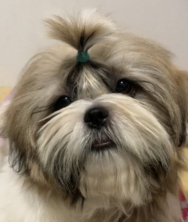 shi tzu