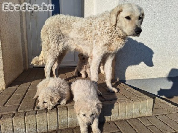 Kuvasz jellegű kiskutyák