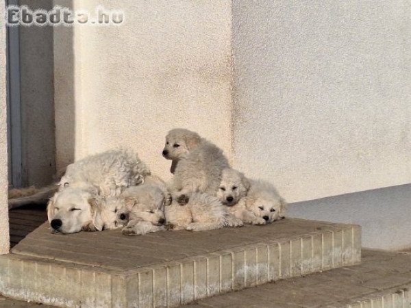 Kuvasz jellegű kiskutyák