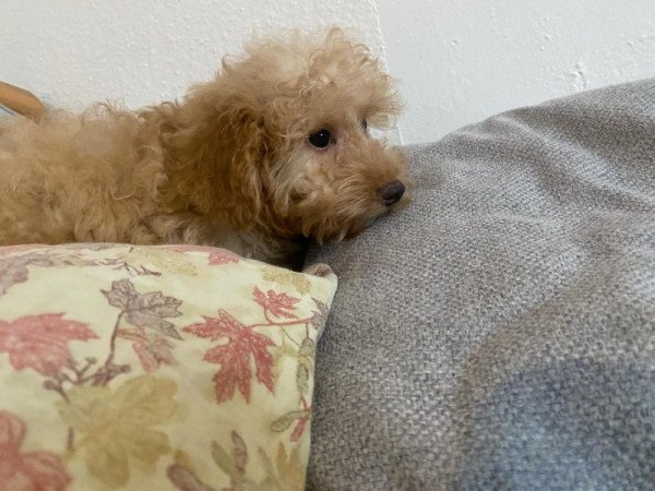 Maltipoo (úszkálnak x máltai selyem)