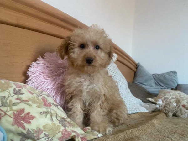 Maltipoo (úszkálnak x máltai selyem)